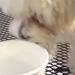 When your dog just loves a Starbucks