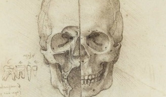 Art work by Leonardo da Vinci will be displayed at the Ulster Museum Leonardo Da Vinci: A Life In Drawings