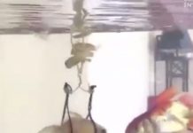 Dear cod: something’s fishy, but any fin is possible! The fish with the custom made harness.