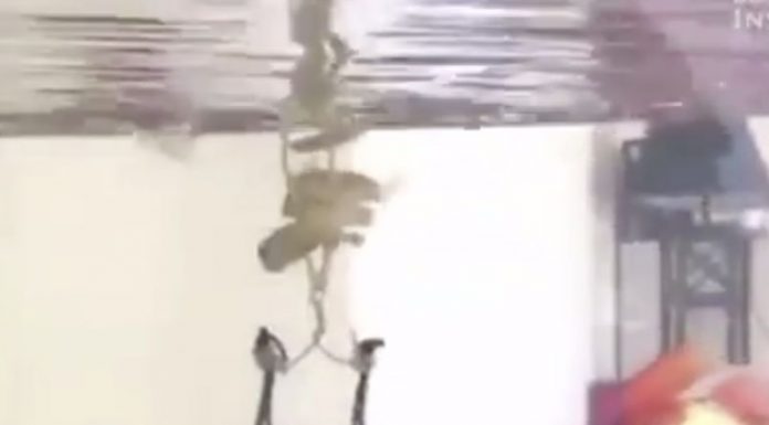 Dear cod: something’s fishy, but any fin is possible! The fish with the custom made harness.