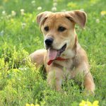 Dog owners warned after raw meat is found in park Stock image - dog.