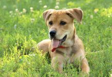 Do not be duped into buying sick puppy from illegal breeder in doorstep transaction Stock image - dog.
