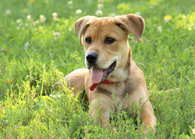 Stock image - dog.