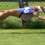 Drumbo Park Greyhound Stadium closes with loss of 44 jobs