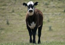 One month old calf has its tongue cut out in sickening attack Stock image.