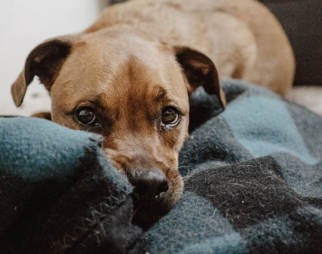 Tehran has reportedly banned dog walking,