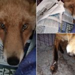 Fox saved from North Down Hunt ‘will be released in the near future’ Pic: Hunt Saboteurs.