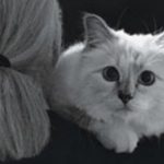 Twitter users air concerns about future of Karl Lagerfeld’s cat Karl and Choupette.
