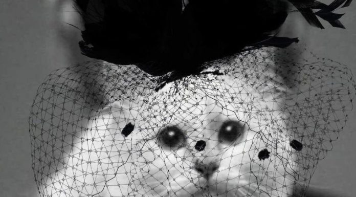 Choupette is in mourning after death of fashion designer ‘daddy’ Pampered Choupette in an Instagram post.