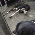 Undercover Polish footage shows ill cows dragged into abattoir on ropes Footage - Superwizjer.
