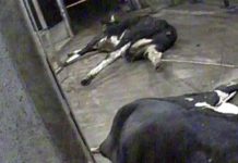 Undercover Polish footage shows ill cows dragged into abattoir on ropes Footage - Superwizjer.
