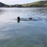 USB stick filled with holiday pictures found in seal faeces sample A video clip from the USB.