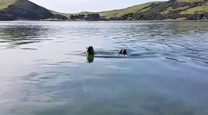 USB stick filled with holiday pictures found in seal faeces sample A video clip from the USB.