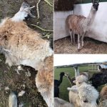 Larry the llama shot dead at animal sanctuary by poachers