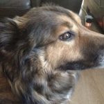 Can you give this dog a home as her owner is ill?