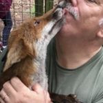 £1000 reward offered for safe return of two foxes