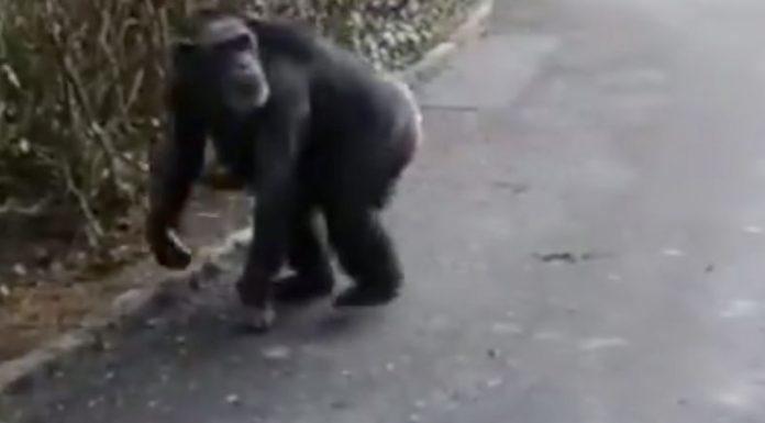Escaped chimpanzees don’t give a monkey’s at Belfast Zoo A chimpanzee at the zoo.