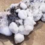 Frozen cat thaws out and makes miraculous recovery Pic: Animal Clinic of Kalispell