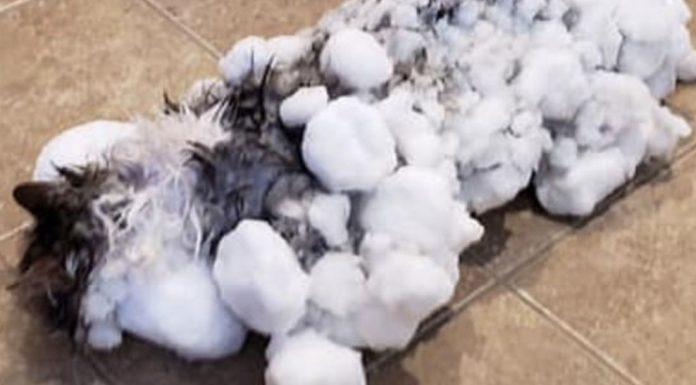 Frozen cat thaws out and makes miraculous recovery Pic: Animal Clinic of Kalispell