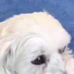 Dogonit! All eyes on pooch Pippin at the Spirit Awards