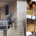 Can you help Crosskennan raise cash for rescue horses? Crosskennan.