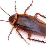 What a cockroach – get back at your ex – and it’s all for a good cause! Cockroach.