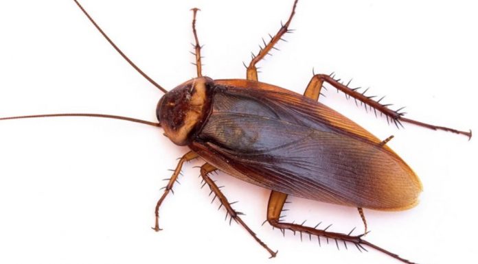 What a cockroach – get back at your ex – and it’s all for a good cause! Cockroach.