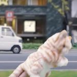 WATCH: a road safety video….for cats!