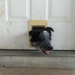 Has your pet done something silly?
