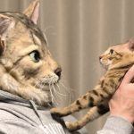 Not kitten! It’s fur real and it’s a freaky pet mask