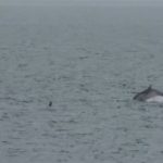 WATCH: dolphins put on a show in Belfast Lough!