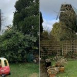 In dis-be-leaf: the tree-bulations of the lodged shed