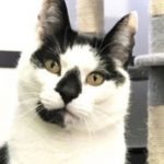 UK’s loneliest cat’s birthday wish is a forever home