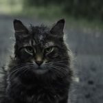 The claws are out for more, but whose job was it to ‘dirty’ up the cats?