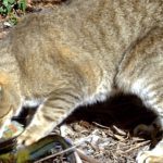 Australia plans to kill feral cats by airdropping poisonous sausages