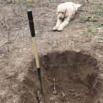 When the dog watches the digging of its own grave – but it’s a ‘tail’ that ends well