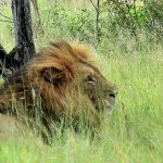 Suspected poacher trampled to death by elephants and eaten by lions