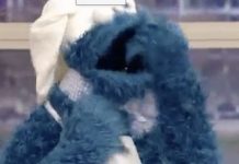 When Cookie Monster gets his hands on chocolate chip cookies….