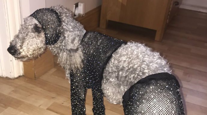 Going mutts when it only fits the dog….