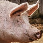 Scientists revive brain functions in slaughtered pigs hours after death