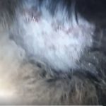SICKENING: Dog found in Cavehill Country Park with six stab wounds