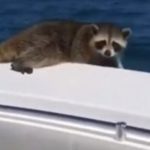 Lawyer says sorry after scaring raccoon off yacht leaving it to drown