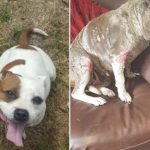 Pet dog put to sleep after suspected acid attack