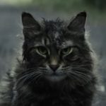 Cat star of Pet Sematary has died
