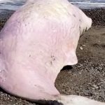 This is what plastic can do