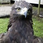 Missing golden eagle Griff reportedly seen in Ballyclare