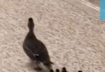WATCH: adorable duck family makes its way through Canadian high school