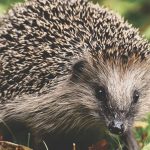 Thugs STAMP on hedgehog and three babies in Yorkshire