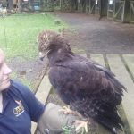 Griff the golden eagle is home!