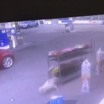 Dog-gone it!